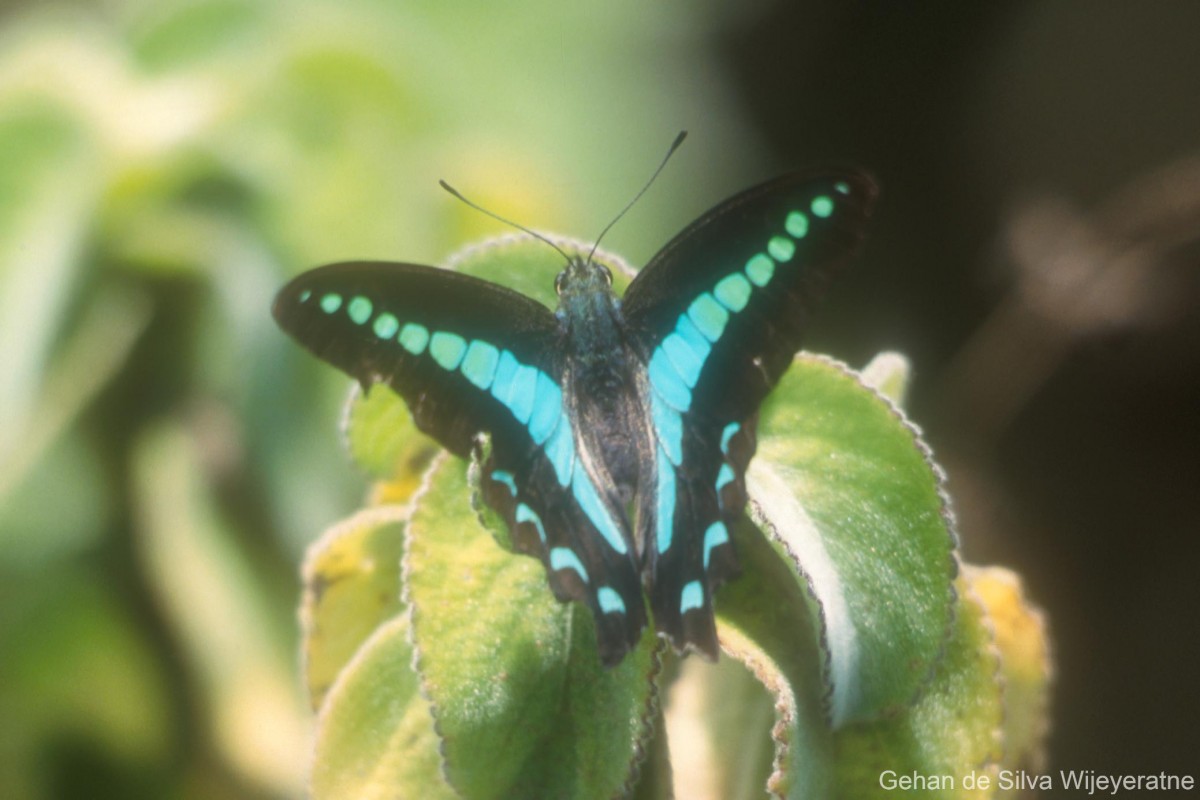 Graphium sarpedon Linnaeus, 1758